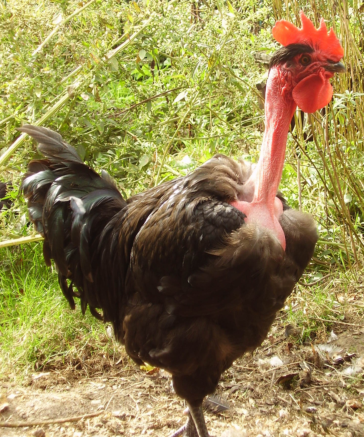 Collo nudo della Transilvania