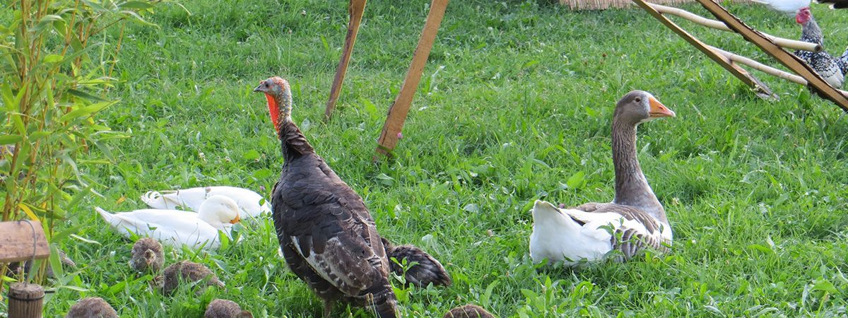 Corso esperienziale di allevamento biologico di animali da cortile