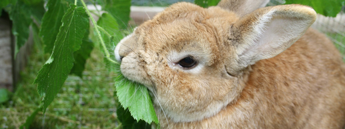 Allevamento del coniglio per produzioni di qualità a gennaio