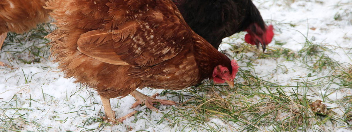 L'allevamento della gallina ovaiola con metodo biologico a gennaio