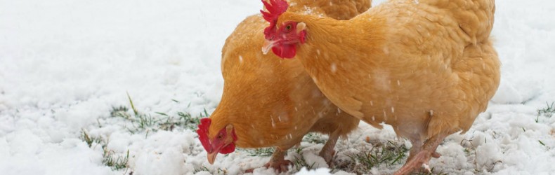 L'allevamento della gallina ovaiola con metodo biologico a dicembre