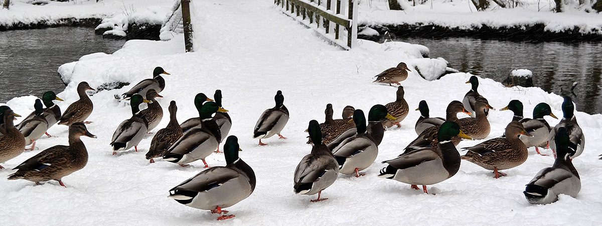 Conservazione della biodiversità nelle anatre a dicembre