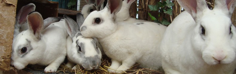 Gestione di un allevamento di conigli ad aprile