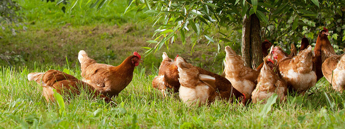 Gestione di un gruppo di galline ovaiole a luglio