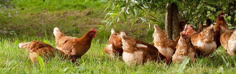 Gestione di un gruppo di galline ovaiole a luglio