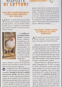 Galline: come abituarle a una nuova entrata nel pollaio