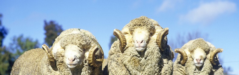 Le pecore Merinos nel Dipartimento del Reno