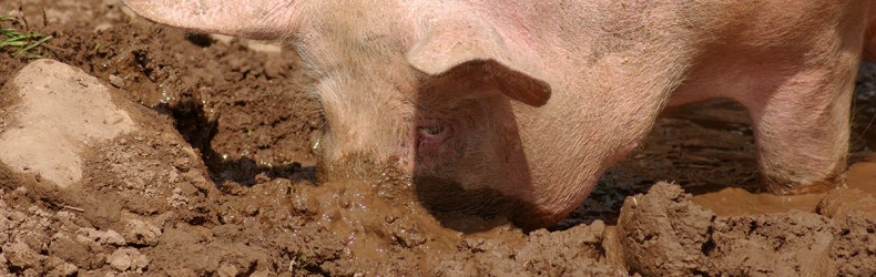 Allevamento tradizionale della scrofa a febbraio