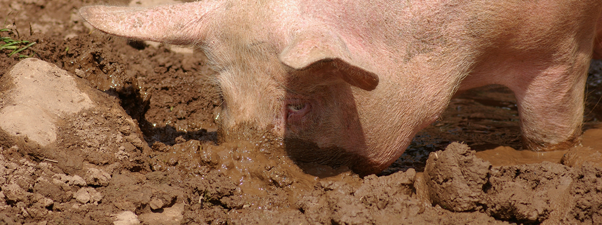 Allevamento tradizionale della scrofa a febbraio