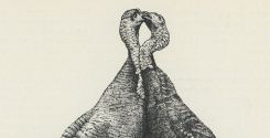La riproduzione del tacchino