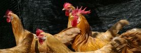 Biodiversità avicola calabra