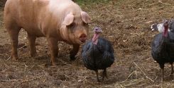 Allevamento tradizionale della scrofa a gennaio