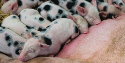 Alimentazione della scrofa al parto