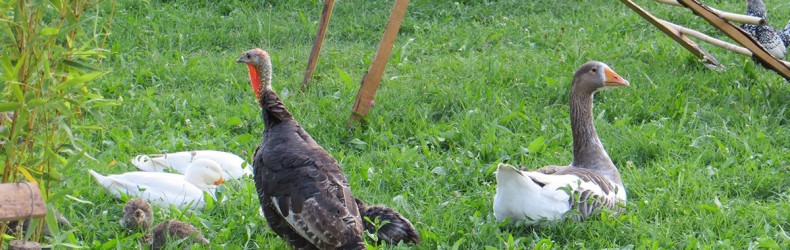 Corso esperienziale di allevamento biologico di animali da cortile