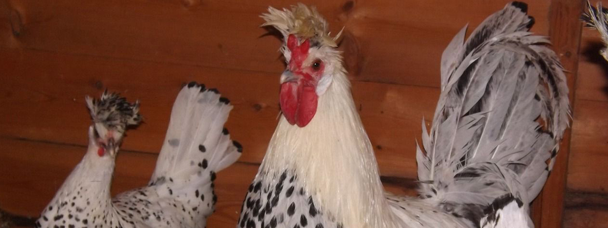 Gestione di un gruppo di galline ovaiole a ottobre