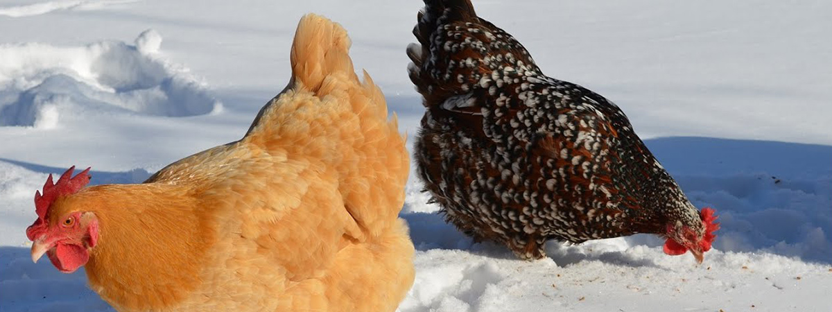 Gestione della cova e dell'allevamento naturale a dicembre