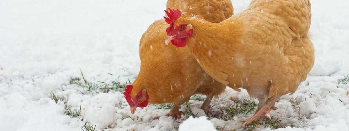 L'allevamento della gallina ovaiola con metodo biologico a dicembre