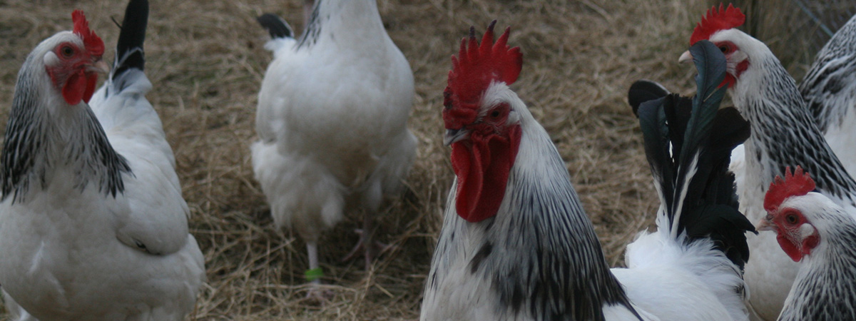 Gestione di un gruppo di galline ovaiole ad aprile