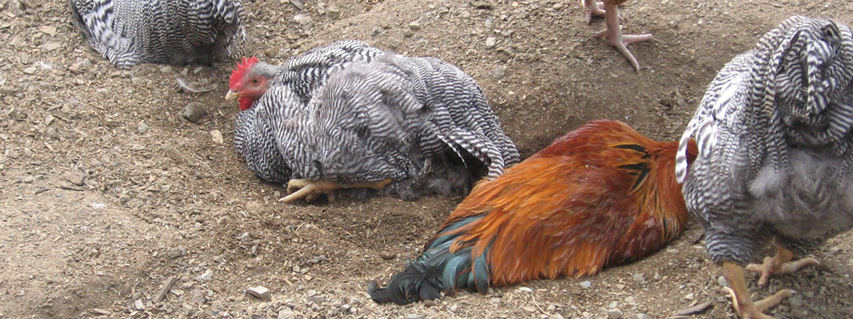 Gestione di un gruppo di galline ovaiole a giugno