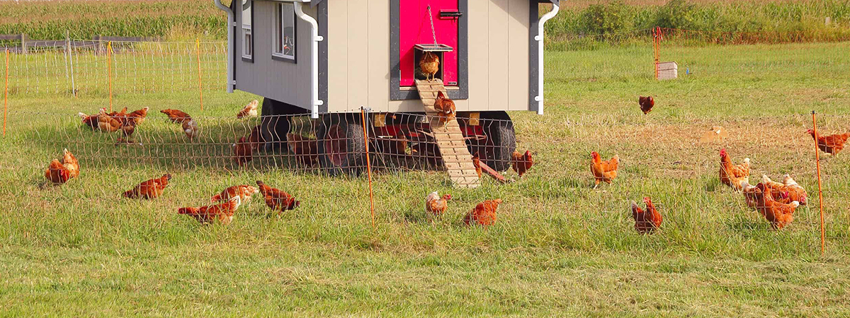 Gestione di un gruppo di galline ovaiole a settembre