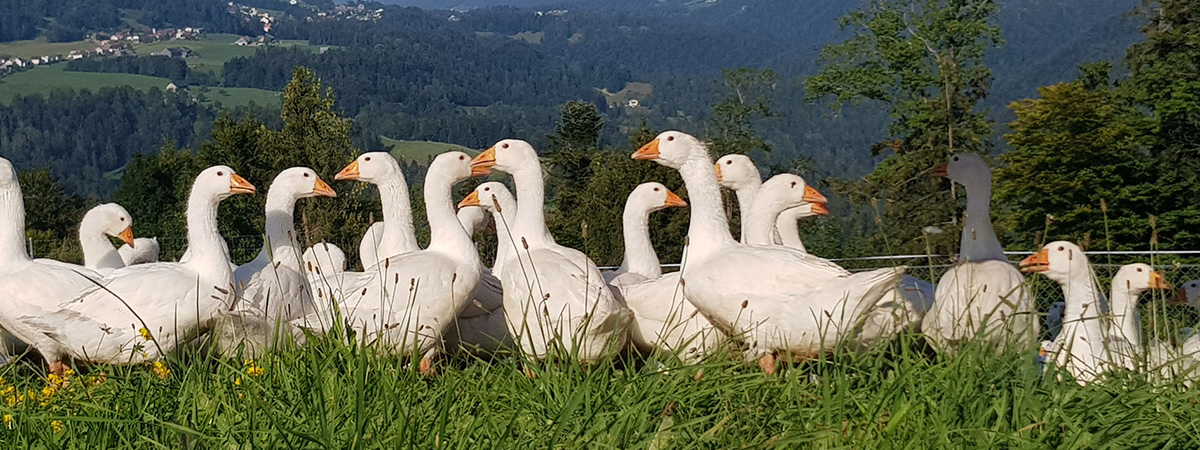 Oche - gestione dei riproduttori a settembre