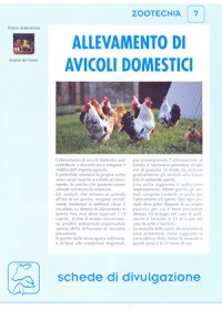 Allevamento di avicoli domestici