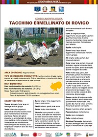 Ermellinato di Rovigo