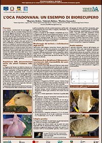 L’Oca Padovana: un esempio di bioconservazione