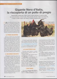 Gigante Nera d’Italia, la riscoperto di un pollo di pregio