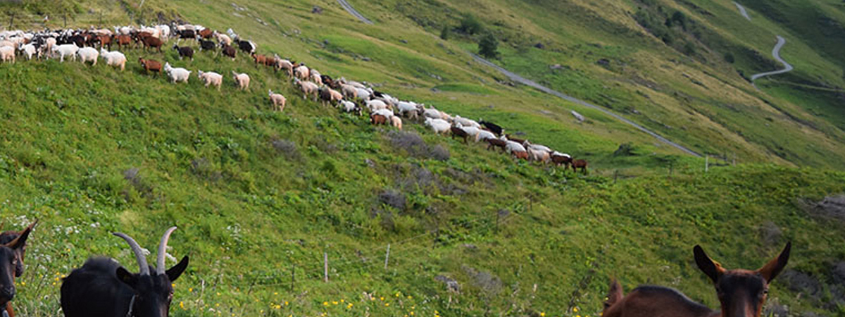 Capra di l'Aquila