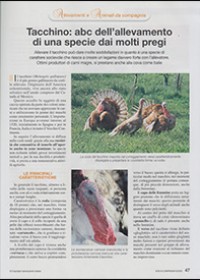 Tacchino: abc dell’allevamento di una specie dai molti pregi